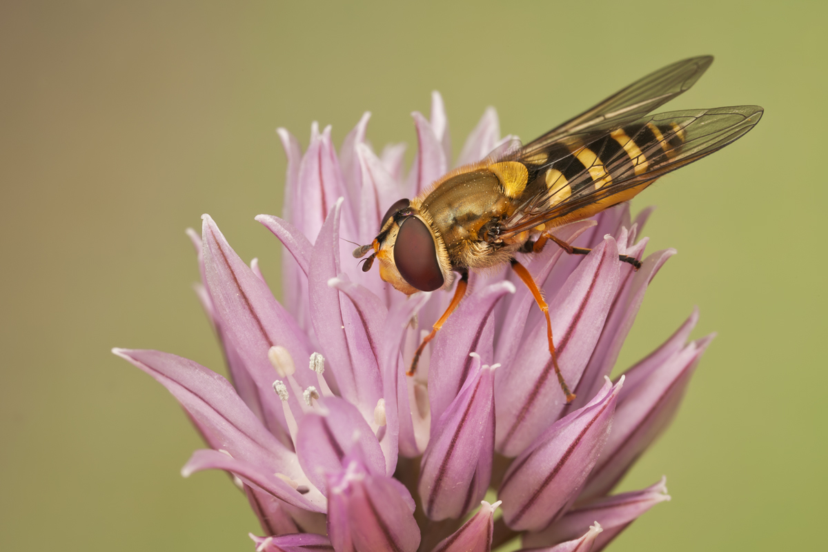 Hoverfly - Syrphus ribesii 1